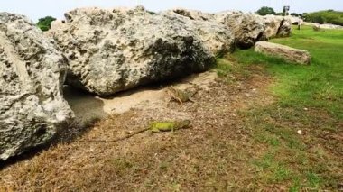 Aruba adasının güzel manzarası. Kertenkeleler büyük kayaların yanında..