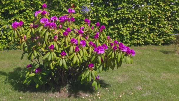 Krásný Výhled Kvetoucí Rododendrony Zahradě Zeleném Trávníku Pozadí — Stock video