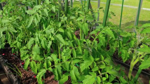 Zicht Tomatenplanten Kas Uitgerust Met Besproeiingssysteem Zweden — Stockvideo