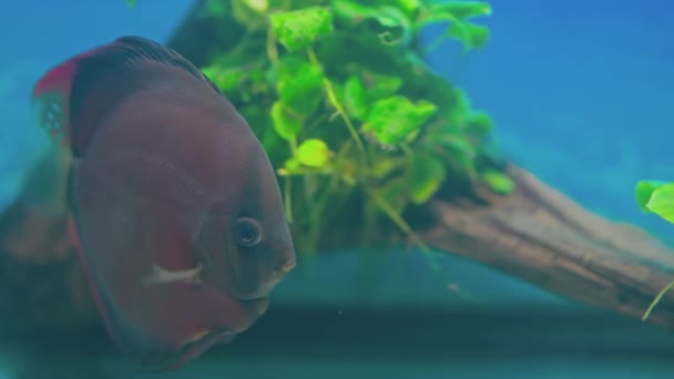 水族館での紅カバーディスク魚の水泳の美しい景色 スウェーデン — ストック動画