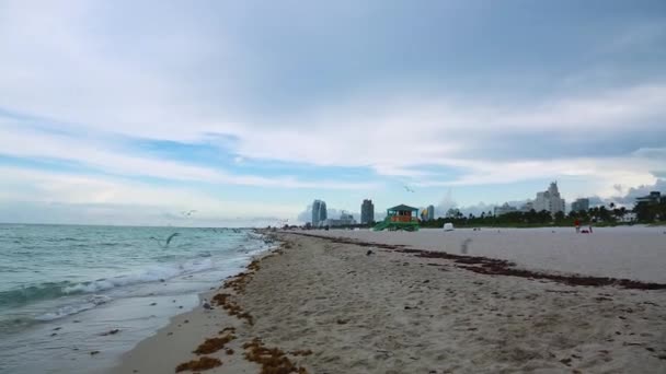 Piękny Widok Miami Beach Latającymi Mewami Przed Burzliwym Niebem Floryda — Wideo stockowe