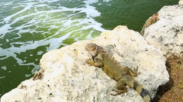 湖畔石上蜥蜴的近景 阿鲁巴性质 — 图库视频影像