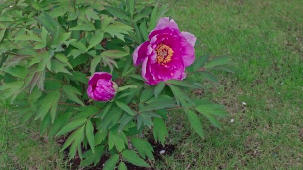 Yeşil Arka Planda Çiçek Açan Pembe Şakayığın Yakın Görüntüsü — Stok video