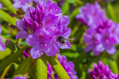 Pembe rhododendron çiçeğindeki yaban arısının yakın çekim makro görüntüsü. 