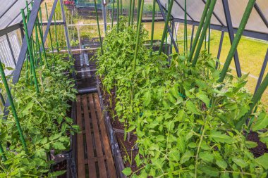 Seradaki domates bitkilerinin yakın görüntüsü. İsveç.