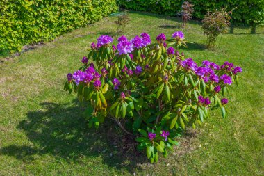 Bahçedeki çim arka planında çiçek açan rhododendronların manzarası çok güzel. İsveç. 