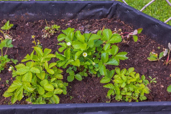 stock image Close up view of blooming strawberry plants in pallets collar. Sweden.