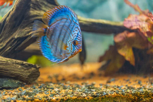 淡水水族館でトラヒョウ水族館魚のクローズアップビュー スウェーデン — ストック写真