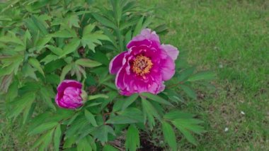 Yaz günü bahçede çiçek açan pembe şakayığın yakın görüntüsü.