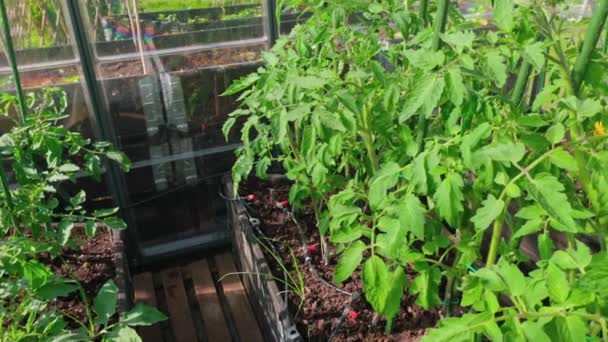 散水システムを搭載した温室内のトマト植物の眺め — ストック動画
