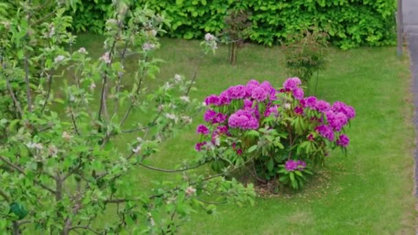 Όμορφη Θέα Στον Κήπο Ανθισμένο Ροδόδεντρο Και Μηλιά Στο Φόντο — Αρχείο Βίντεο