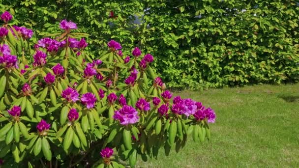 Verlieren Den Blick Auf Blühende Rhododendron Sommer Schweden — Stockvideo