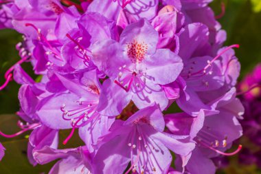 Çiçek açan pembe rhododendron çiçeğinin makro görüntüsü.