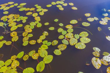 Nilüferlerin göl yüzeyindeki güzel doğa manzarası. İsveç.
