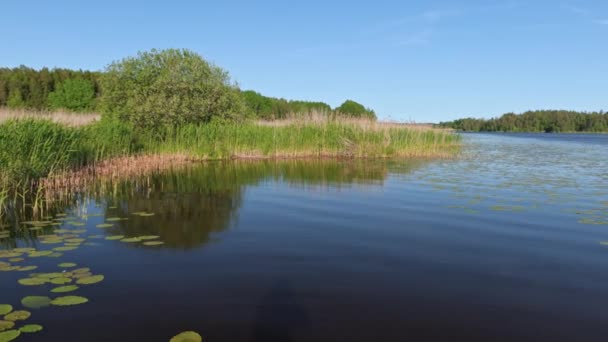 Piękny Krajobraz Przyrody Widok Lilii Wodnych Roślin Wokół Powierzchni Jeziora — Wideo stockowe