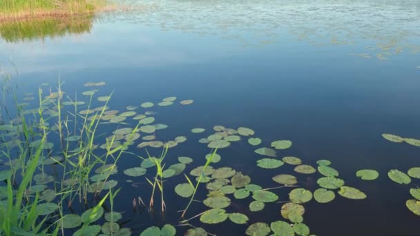 Krásná Příroda Krajina Pohled Vodní Lilie Povrchu Jezera Švédsko — Stock video