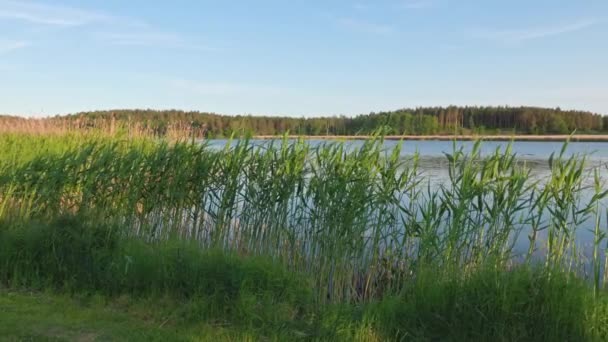 Úžasný Výhled Krajinu Přírody Jezero Vodní Plocha Přes Rákosí Trávy — Stock video