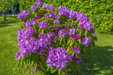 Bahçedeki çiçek açan rhododendronlara yakından bak. İsveç. 