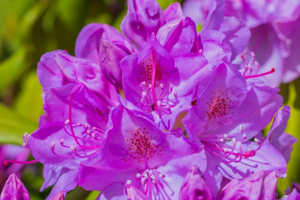 Macro Vue Fleur Rose Rhododendron — Photo
