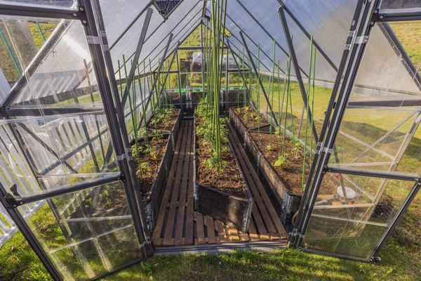 Θέα Του Ανοιχτού Θερμοκηπίου Εξοπλισμένο Ξύλινο Δάπεδο Φυτεμένες Ντομάτες Και — Φωτογραφία Αρχείου
