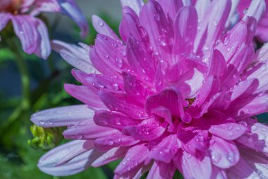 Bulanık arkaplanda su damlaları olan pembe çiçeğin makro görünümü.