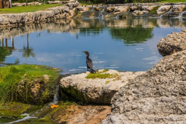 Nehir kenarındaki kayalıklarda oturan tropikal kuşun yakın görüntüsü. Aruba.