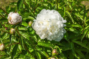 Arkaplanda çiçek açan beyaz şakayığın görüntüsünü kapat.