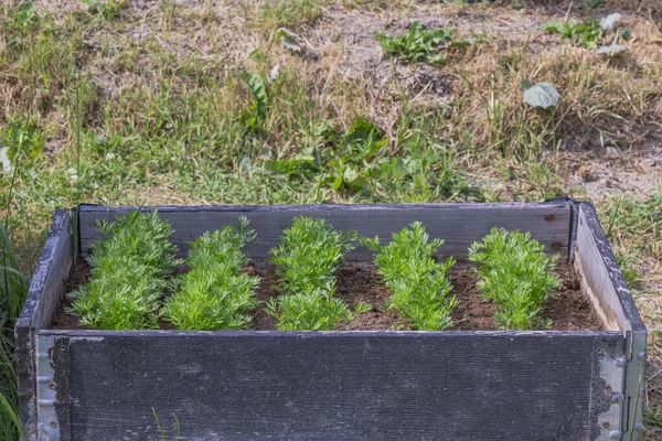 View of carrots plants on pallet collar garden bed. Sweden.