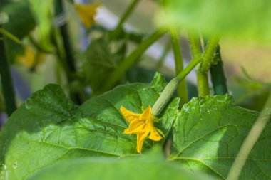 Serada salatalık yetiştirmenin makro görüntüsünü kapat. İsveç.