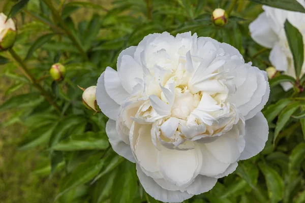 stock image Macro view of blooming white peony on background.