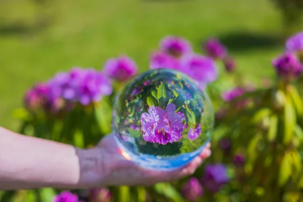 stock image Close up macro view of hand holding crystal ball with inverted image of blooming purple rhododendron. 
