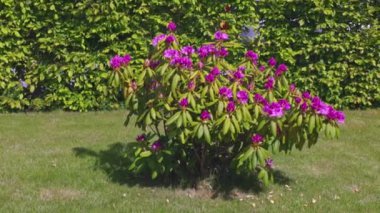 Bahçede çiçek açan mor rhododendronların güzel manzarası.