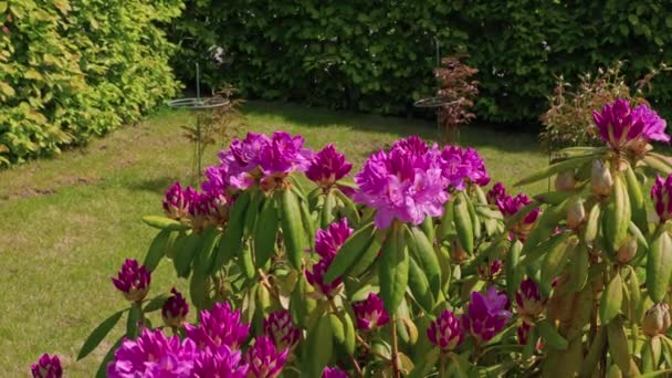Vista Macro Primer Plano Abejorro Flor Rododendro Rosa — Vídeo de stock