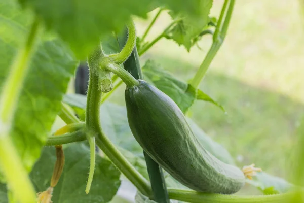 Close Macro View Growing Cucumber Greenhouse Sweden — Stock Photo, Image