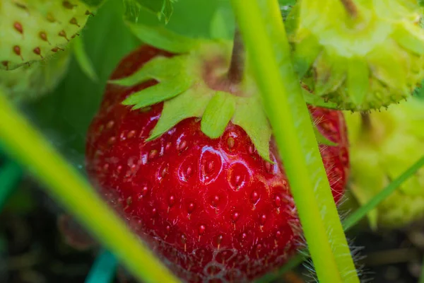 Makroaufnahme Von Erdbeeren Die Garten Wachsen — Stockfoto