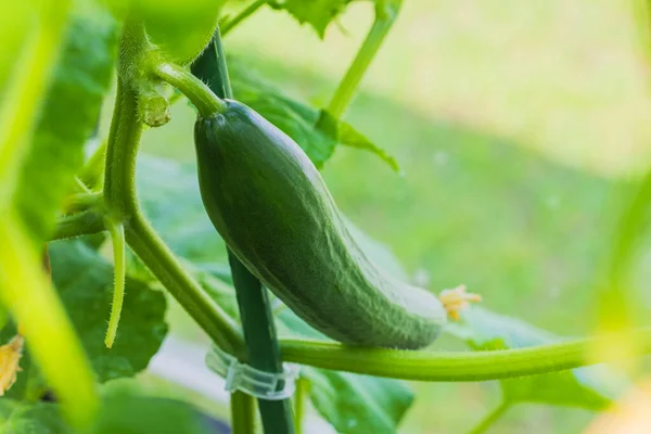 Macro View Growing Cucumber Greenhouse — Stock Photo, Image