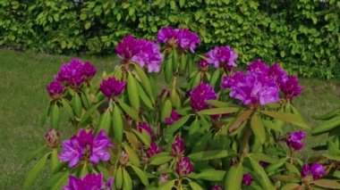 Bahçedeki mor rhododendronların yakın plan görüntüsü yeşil çimlerin arka planına karşı.