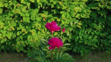 Çiçekli kırmızı şakayık çiçekleriyle güzel bir bahçe manzarası.