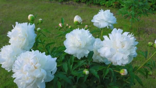 Close Van Witte Pioenrozen Bloemen Tuin Tegen Een Achtergrond Van — Stockvideo