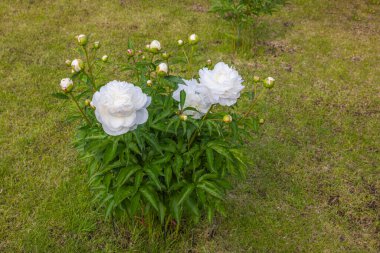 Güzel bir bahçe manzarası, beyaz şakayık çiçekleri yaz günü.