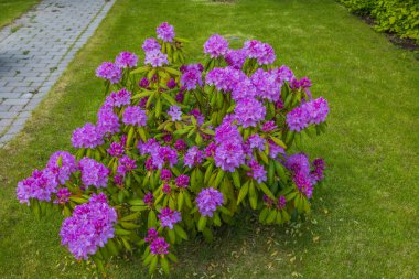 Mor rhododendron çiçekleriyle özel bahçenin harika manzarası