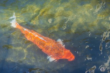 Odaklanamayan yüzme balığıyla soyut su arkaplanının görüntüsünü kapat. Las Vegas mı? ABD. 