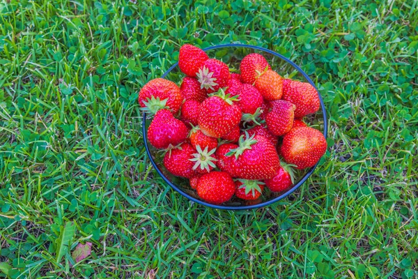 用绿色草坪隔离草莓的碗的近景 — 图库照片