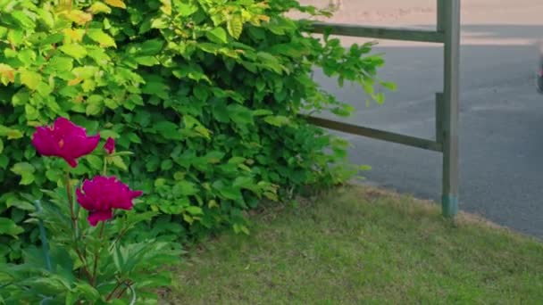 Krásný Výhled Zahradu Kvetoucími Pivoňkovými Květinami Parkování Pro Elektromobil Švédsko — Stock video