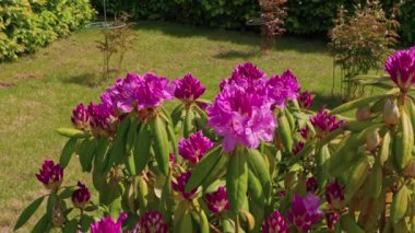 Bahçedeki pembe rhododendron çiçeklerinin yeşil çimenlik zemine yakın görüntüsü. 