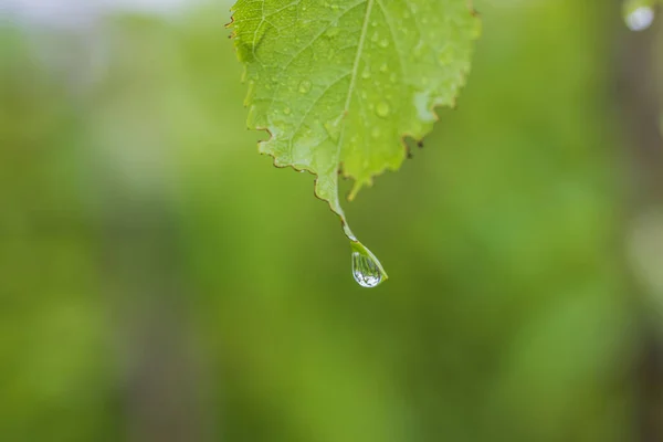 Makro Pohled List Třešně Kapkami Vody Deště Zeleném Pozadí — Stock fotografie