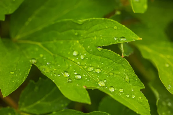 Makro Widok Kropli Deszczu Zielone Liście Piwonii Letni Dzień — Zdjęcie stockowe