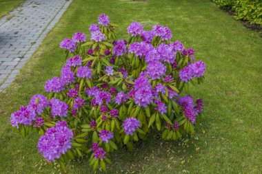 Güzel pembe rhododendron çiçeği yeşil çalılar üzerinde güneşli yaz gününde. 