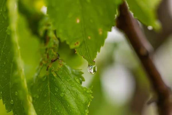 Vackra Regn Droppe Gröna Körsbär Träd Löv Suddiga Gröna Blad — Stockfoto