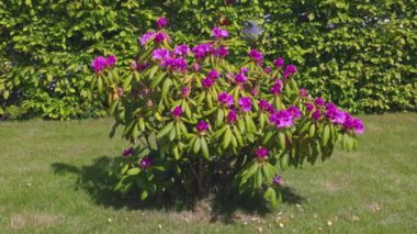 Güzel pembe rhododendron çiçeği yeşil çalılar üzerinde güneşli yaz gününde. 